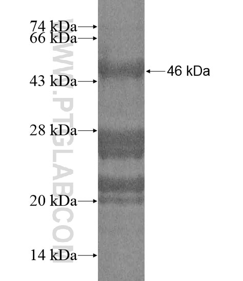 VSX1 fusion protein Ag19222 SDS-PAGE