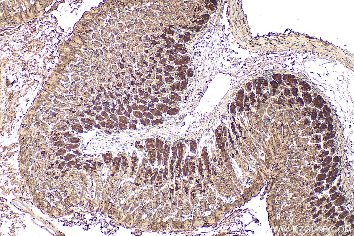 Immunohistochemistry (IHC) staining of mouse stomach tissue using VTA1 Polyclonal antibody (15786-1-AP)