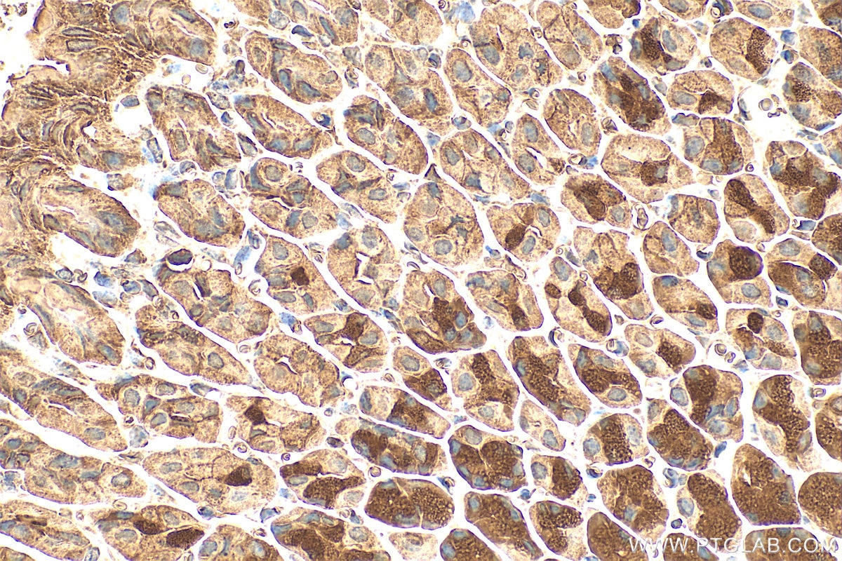 Immunohistochemistry (IHC) staining of mouse stomach tissue using VTA1 Polyclonal antibody (15786-1-AP)