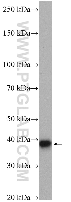 Western Blot (WB) analysis of HepG2 cells using VTA1 Polyclonal antibody (15786-1-AP)