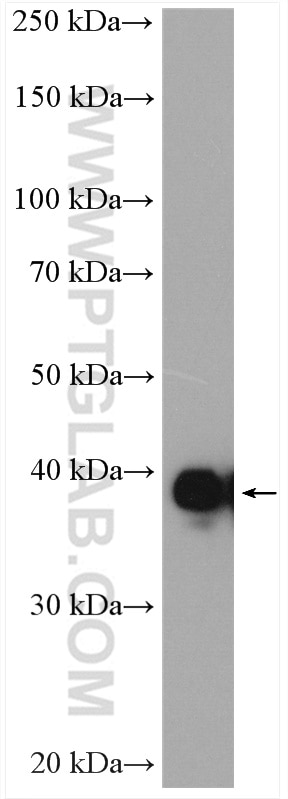 Western Blot (WB) analysis of K-562 cells using VTA1 Polyclonal antibody (15786-1-AP)