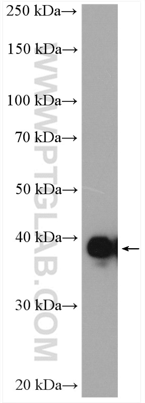 WB analysis of K-562 using 15786-1-AP