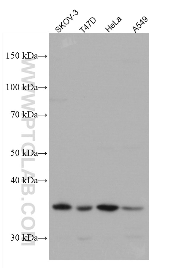 Western Blot (WB) analysis of various lysates using B7‑H4 Monoclonal antibody (66817-1-Ig)