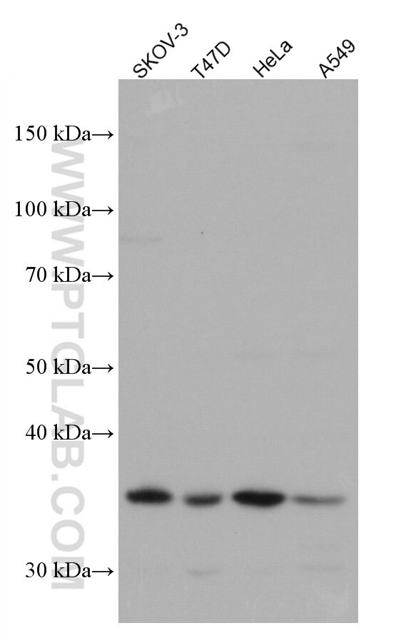 WB analysis using 66817-1-Ig