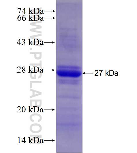 VTCN1 fusion protein Ag27751 SDS-PAGE