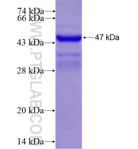 VTCN1 fusion protein Ag2712 SDS-PAGE