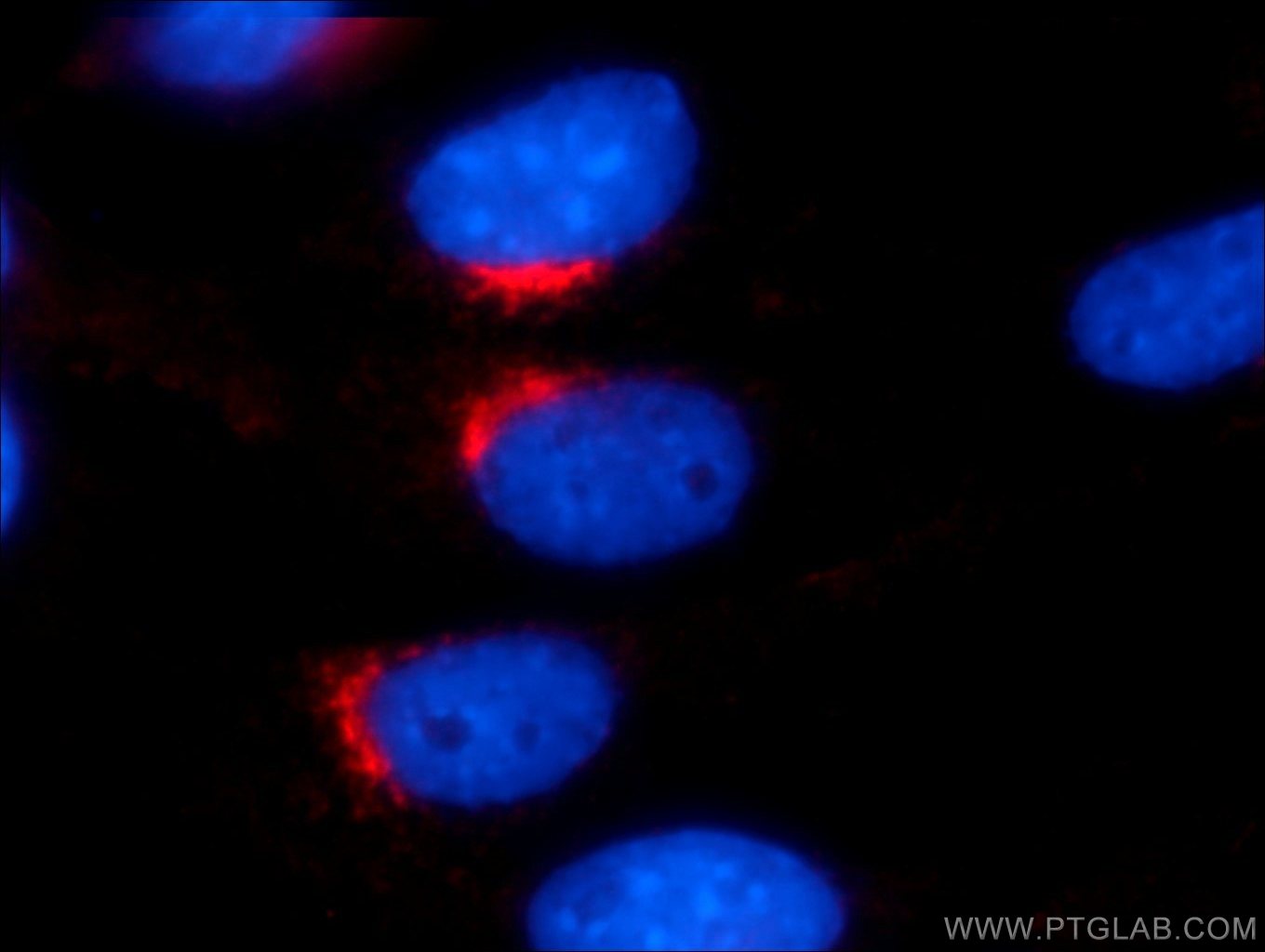 Immunofluorescence (IF) / fluorescent staining of NIH/3T3 cells using VTI1A Polyclonal antibody (12354-1-AP)