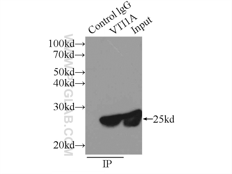 Immunoprecipitation (IP) experiment of MCF-7 cells using VTI1A Polyclonal antibody (12354-1-AP)