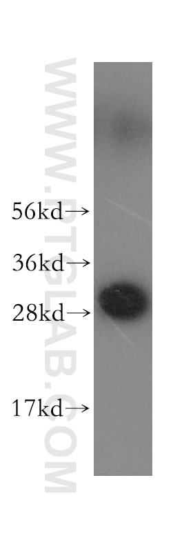 Western Blot (WB) analysis of MCF-7 cells using VTI1A Polyclonal antibody (12354-1-AP)