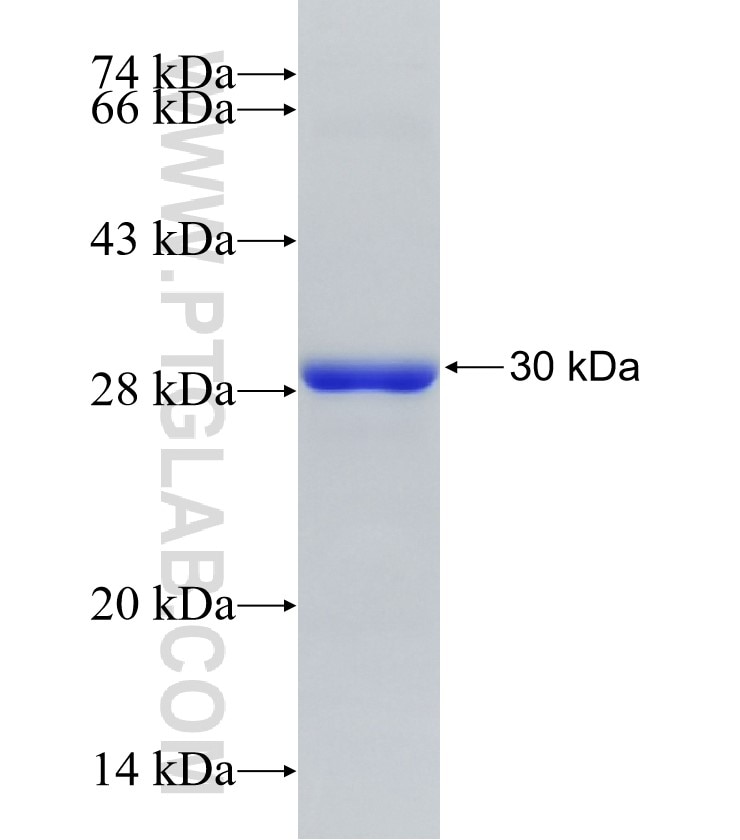 VTI1A fusion protein Ag34016 SDS-PAGE VTI1A fusion protein Ag34016 SDS-PAGE