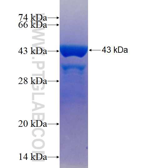 VTI1A fusion protein Ag3018 SDS-PAGE