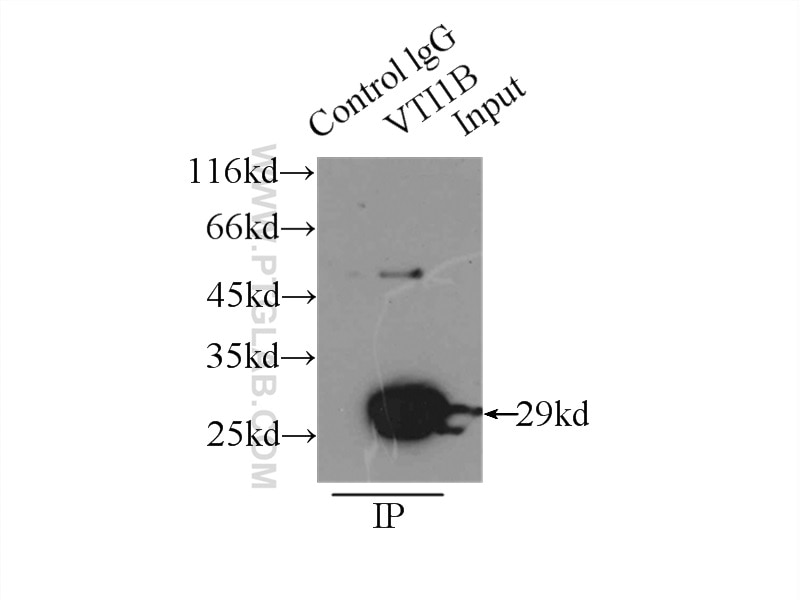 Immunoprecipitation (IP) experiment of HeLa cells using VTI1B Polyclonal antibody (14495-1-AP)