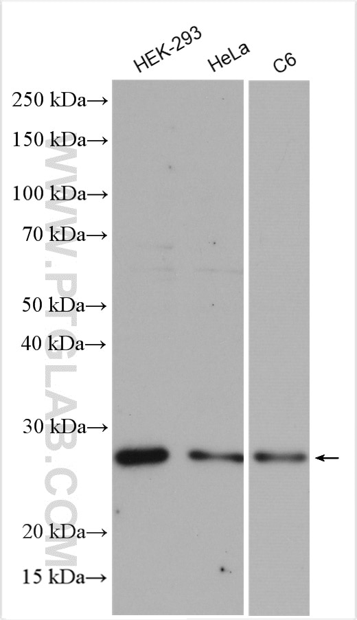 Western Blot (WB) analysis of various lysates using VTI1B Polyclonal antibody (14495-1-AP)