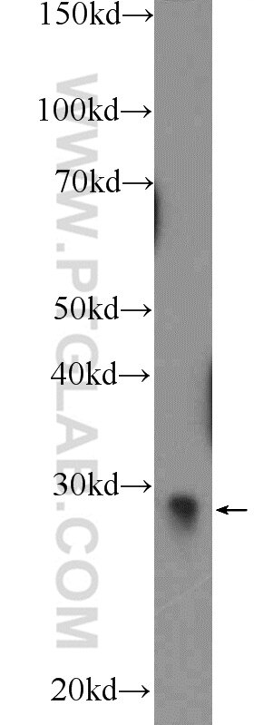 Western Blot (WB) analysis of C6 cells using VTI1B Polyclonal antibody (14495-1-AP)