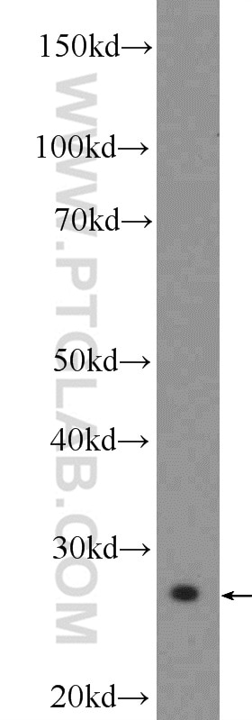 Western Blot (WB) analysis of NIH/3T3 cells using VTI1B Polyclonal antibody (14495-1-AP)