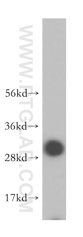 Western Blot (WB) analysis of human liver tissue using VTI1B Polyclonal antibody (14495-1-AP)