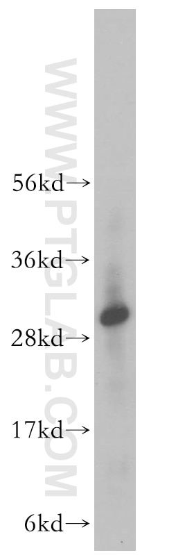 Western Blot (WB) analysis of HeLa cells using VTI1B Polyclonal antibody (14495-1-AP)