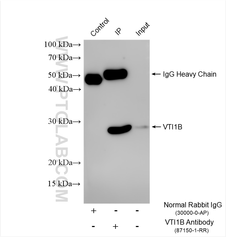 Immunoprecipitation (IP) experiment of HeLa cells using VTI1B Recombinant monoclonal antibody (87150-1-RR)