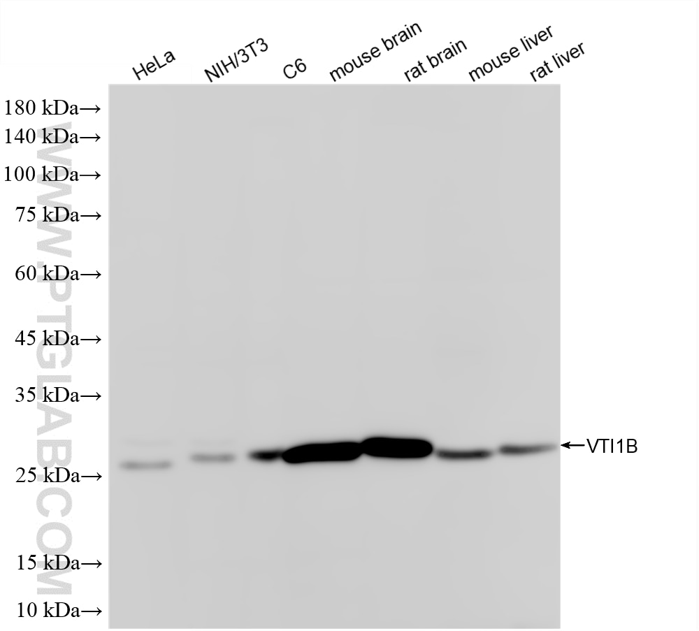 Western Blot (WB) analysis of various lysates using VTI1B Recombinant monoclonal antibody (87150-1-RR)