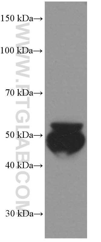 Western Blot (WB) analysis of pig plasma using VTN Monoclonal antibody (66398-1-Ig)