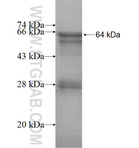 VTN fusion protein Ag8443 SDS-PAGE