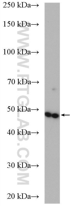 Western Blot (WB) analysis of T-47D cells using VWA1 Polyclonal antibody (14322-1-AP)