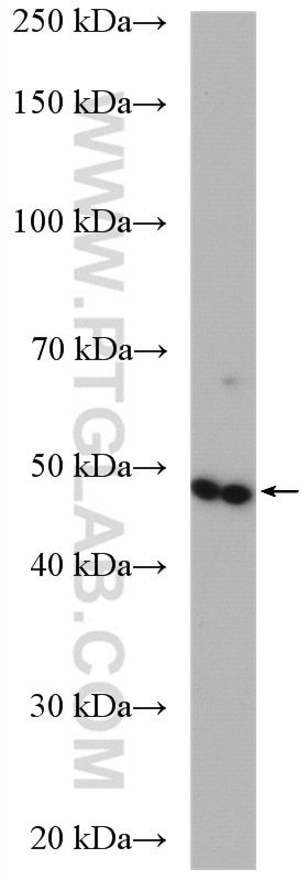 WB analysis of T-47D using 14322-1-AP