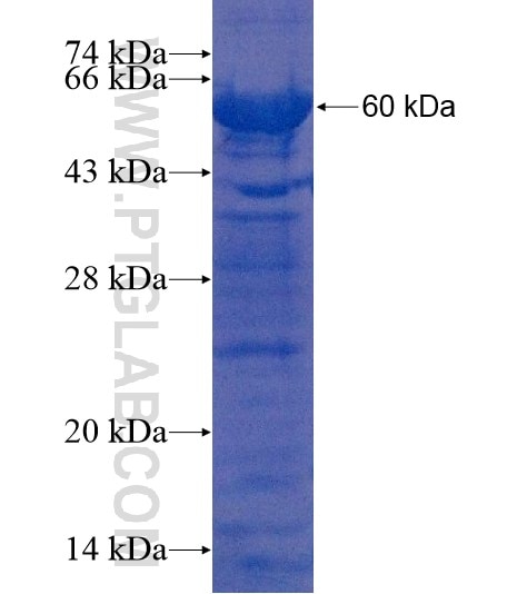 VWA5A fusion protein Ag22010 SDS-PAGE