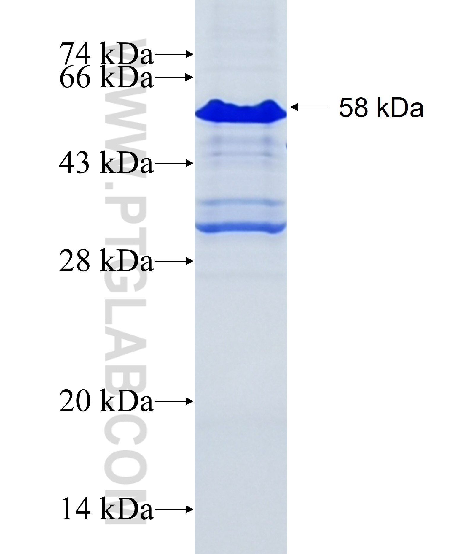 VWCE fusion protein Ag27575 SDS-PAGE