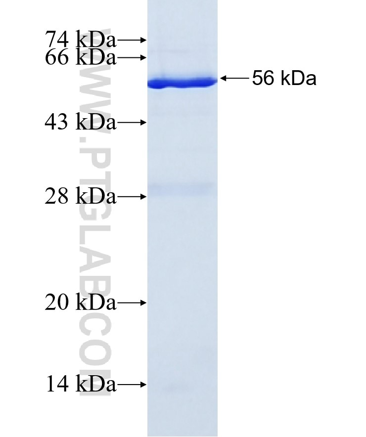 VWF, VWFpp fusion protein Ag2386 SDS-PAGE