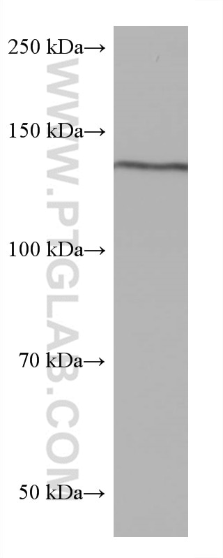 Western Blot (WB) analysis of MCF-7 cells using ValRS Monoclonal antibody (67935-1-Ig)