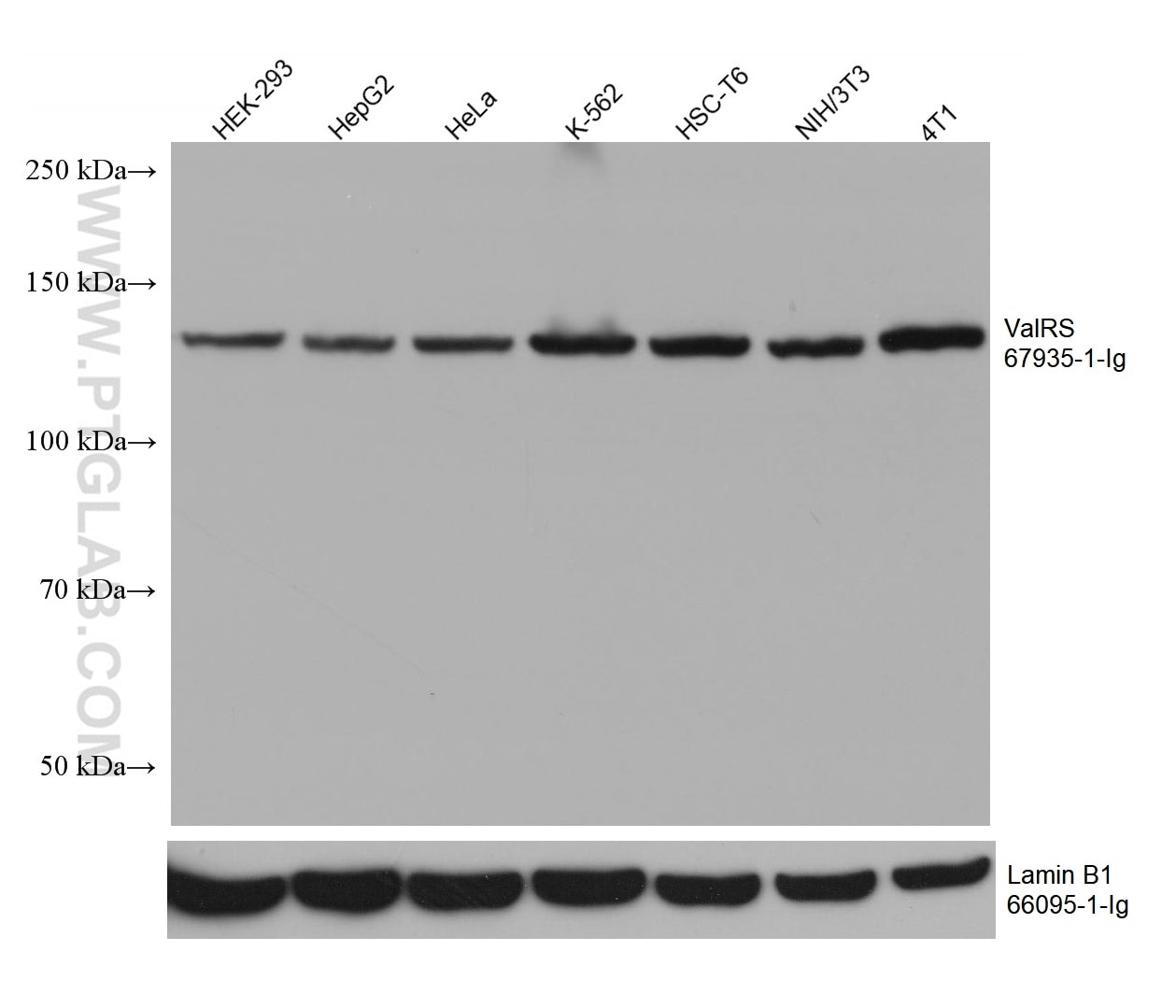 Western Blot (WB) analysis of various lysates using ValRS Monoclonal antibody (67935-1-Ig)