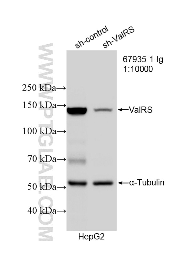 WB result of ValRS antibody (67935-1-Ig; 1:10000; incubated at room temperature for 1.5 hours) with sh-Control and sh-ValRS transfected HepG2 cells. Western Blot (WB) analysis of HepG2 cells using ValRS Monoclonal antibody (67935-1-Ig)