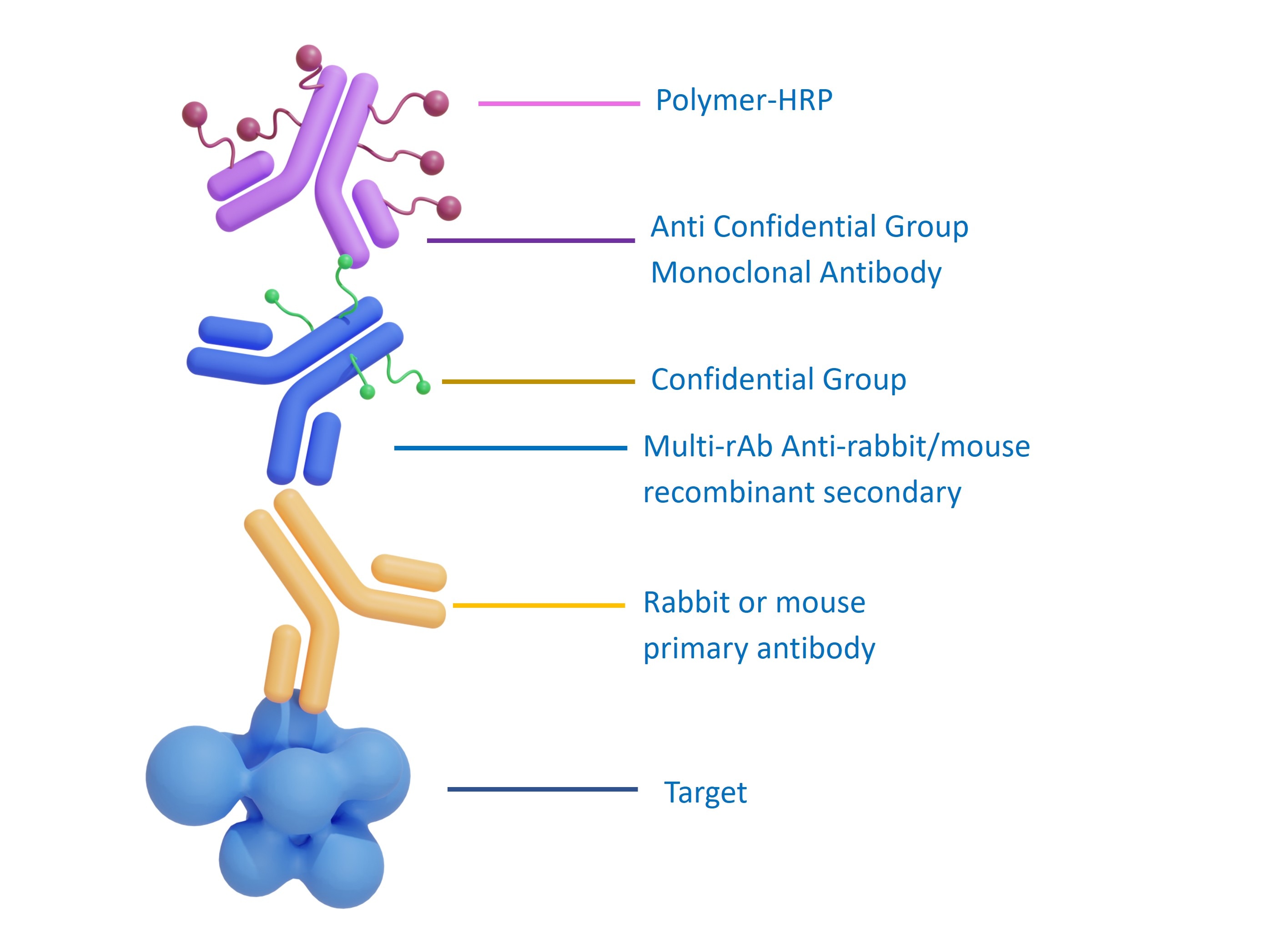Detection principle of Multi-rAb™ Enhanced Anti-Rabbit/Mouse Universal Secondary System Plus (RGAU015).   The system is an ultra sensitive system based on recombinant secondary and polymer HRP techniques, allowing 200-300 HRP molecules been brought to one primary antibody.