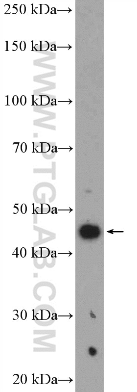 Western Blot (WB) analysis of mouse brain tissue using Vegfa Polyclonal antibody (26157-1-AP)