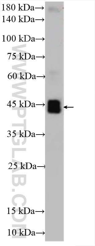 Western Blot (WB) analysis of various lysates using Vegfa Polyclonal antibody (26157-1-AP)