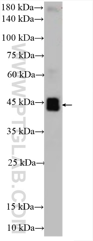 WB analysis using 26157-1-AP