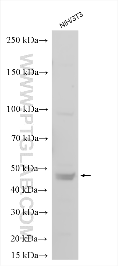 WB analysis using 26157-1-AP Western Blot (WB) analysis of various lysates using VEGFA Polyclonal antibody (26157-1-AP)