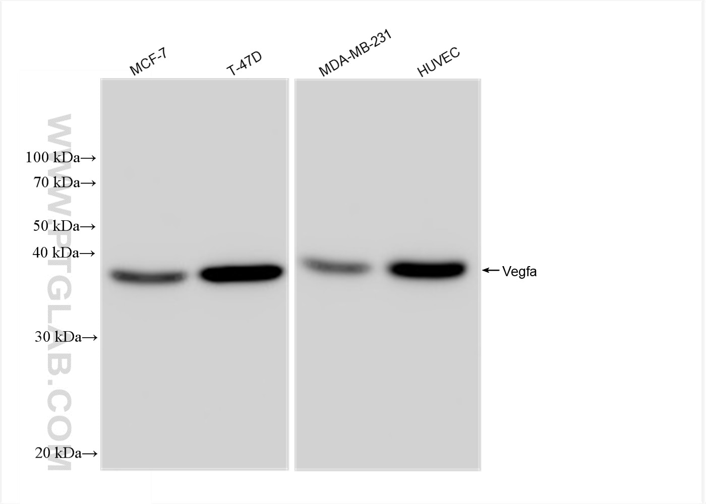 Western Blot (WB) analysis of various lysates using VEGFA Recombinant antibody (82864-16-RR)