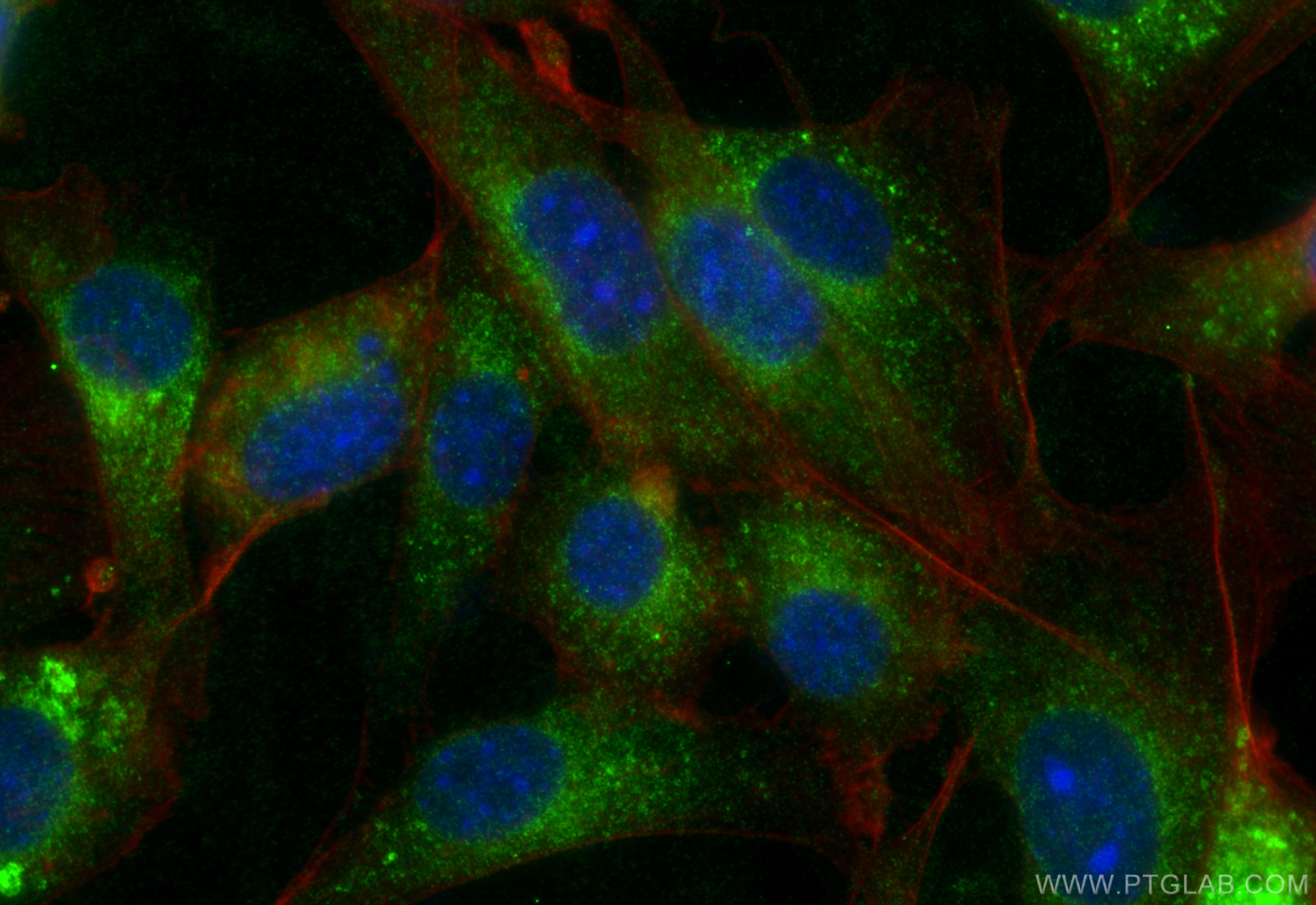 Immunofluorescence (IF) / fluorescent staining of NIH/3T3 cells using VEGFA Recombinant antibody (82864-7-RR)