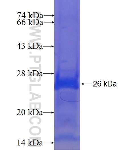 Vegfa fusion protein Ag24084 SDS-PAGE