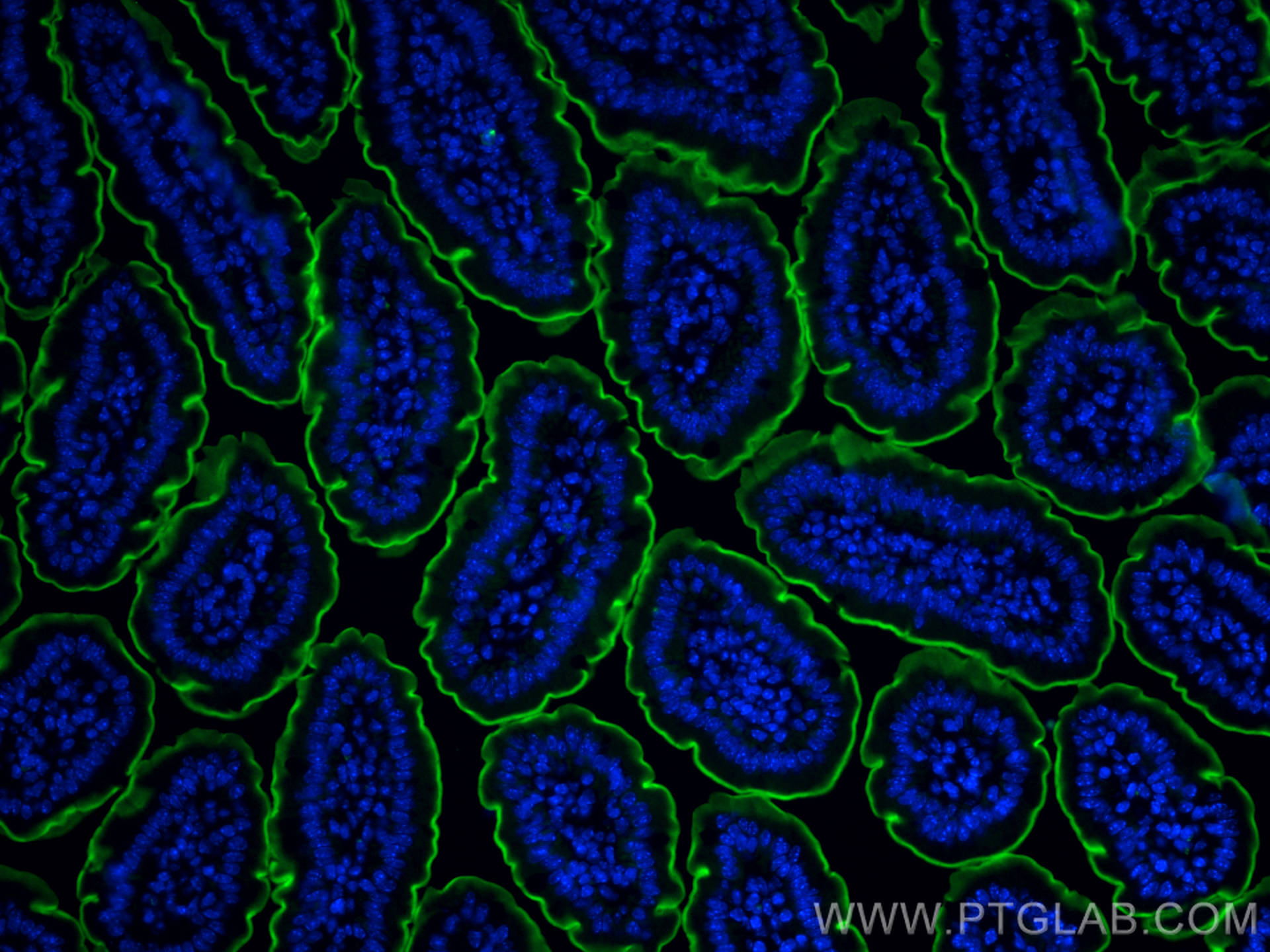 IF Staining of mouse small intestine using CL488-16488