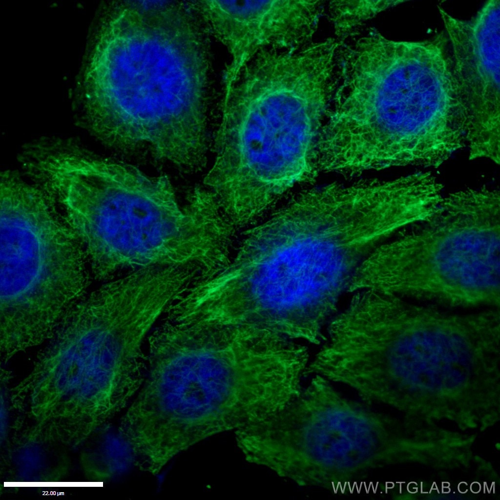Immunofluorescence (IF) / fluorescent staining of HepG2 cells using Vimentin Monoclonal antibody (60330-1-Ig)