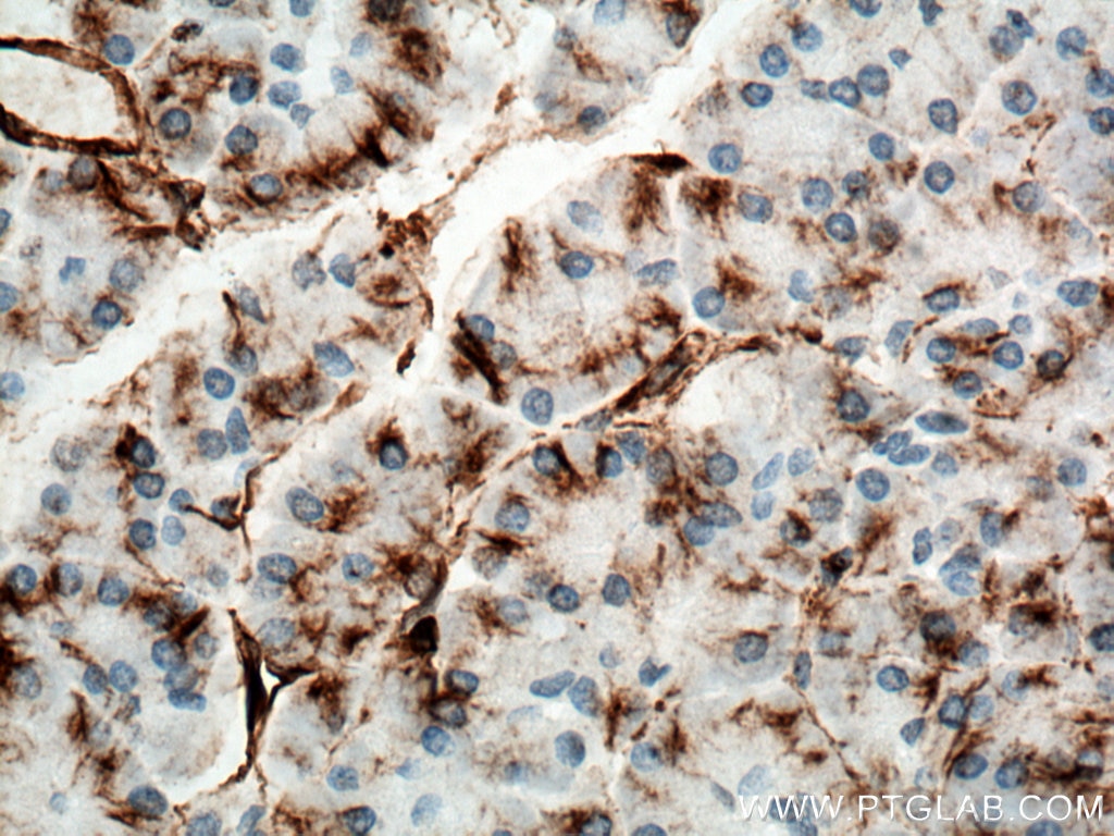 Immunohistochemistry (IHC) staining of human pancreas tissue using Vimentin Monoclonal antibody (60330-1-Ig)