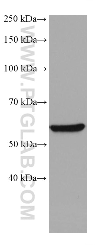 Western Blot (WB) analysis of NIH/3T3 cells using Vimentin Monoclonal antibody (60330-1-Ig)