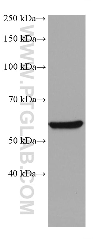 WB analysis of NIH/3T3 using 60330-1-Ig