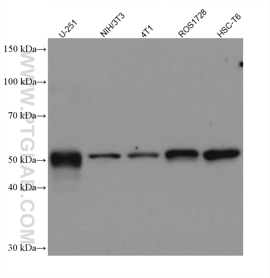 Western Blot (WB) analysis of various lysates using Vimentin Recombinant antibody (80232-1-RR)