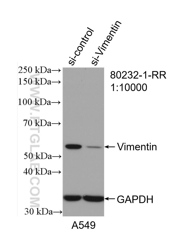 Western Blot (WB) analysis of A549 cells using Vimentin Recombinant antibody (80232-1-RR)