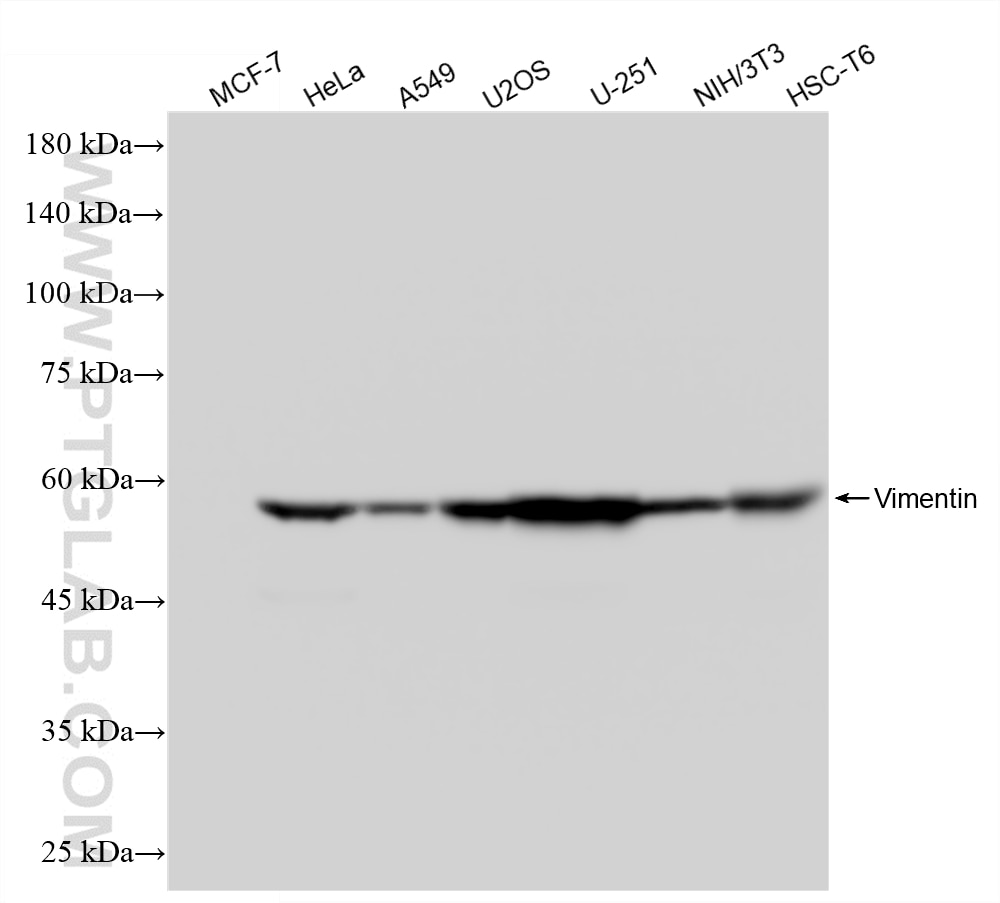 WB analysis using 80232-1-RR Western Blot (WB) analysis of various lysates using Vimentin Recombinant monoclonal antibody (80232-1-RR)
