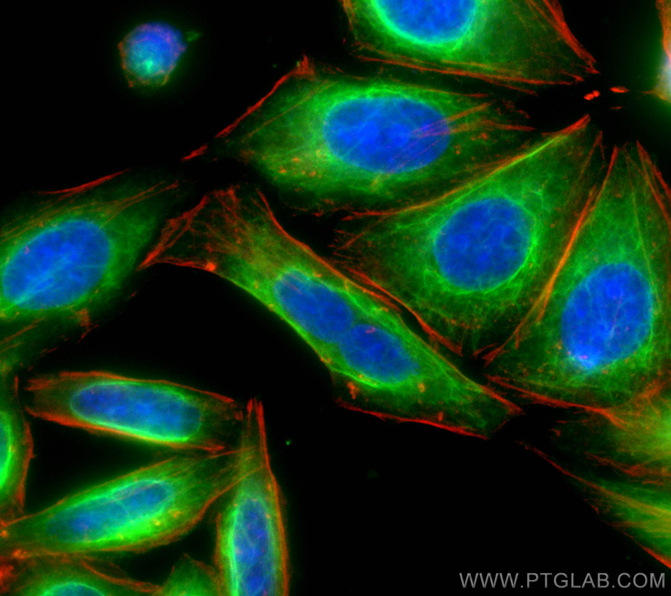 Immunofluorescence (IF) / fluorescent staining of HepG2 cells using CoraLite® Plus 488-conjugated Vimentin Polyclonal  (CL488-10366)